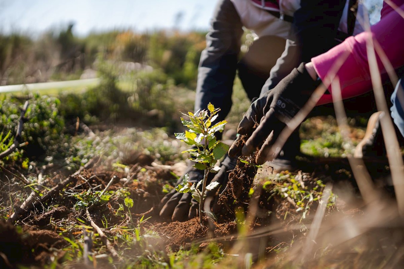 Easy as one, two, tree 3.jpg