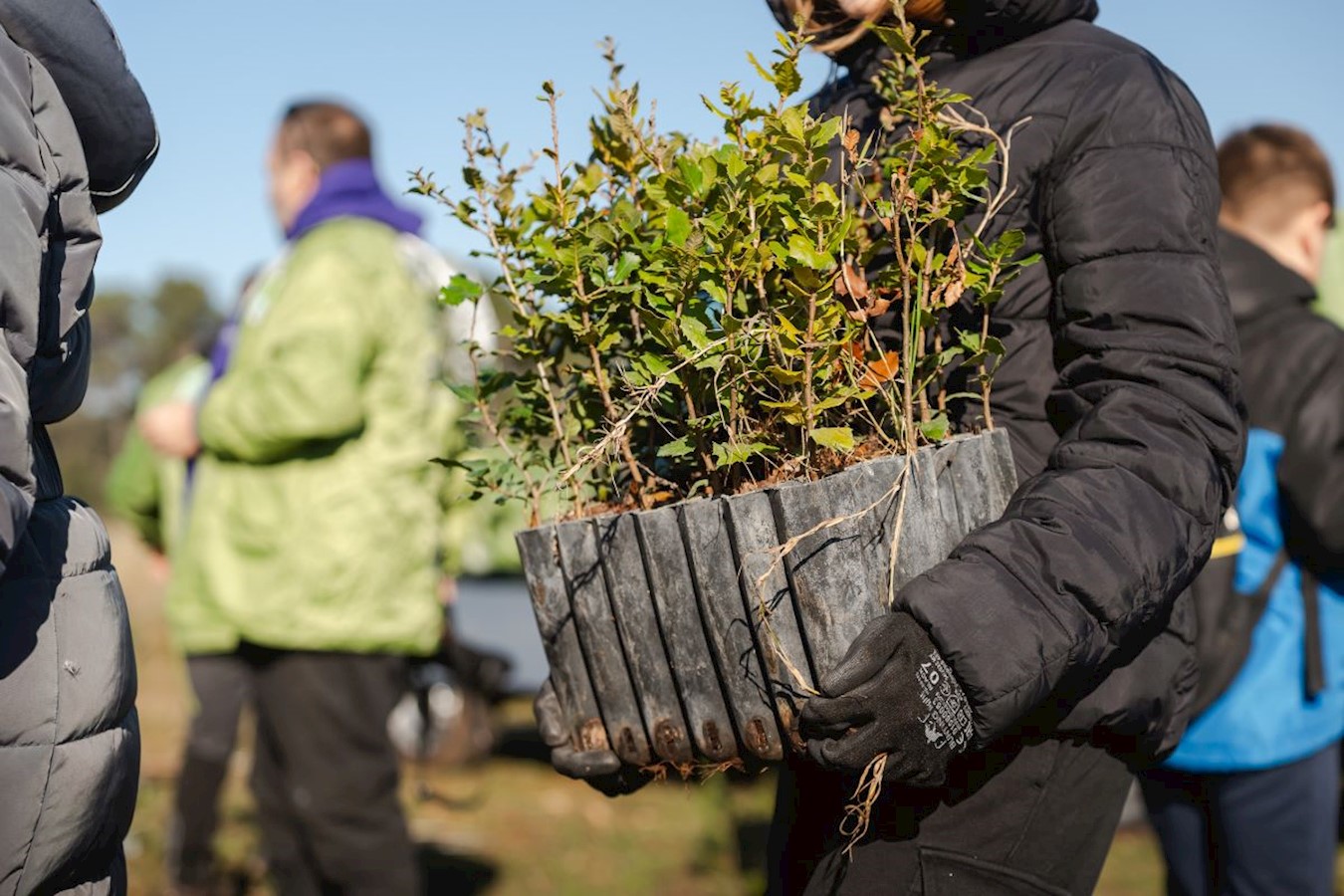 Easy as one, two, tree.jpg