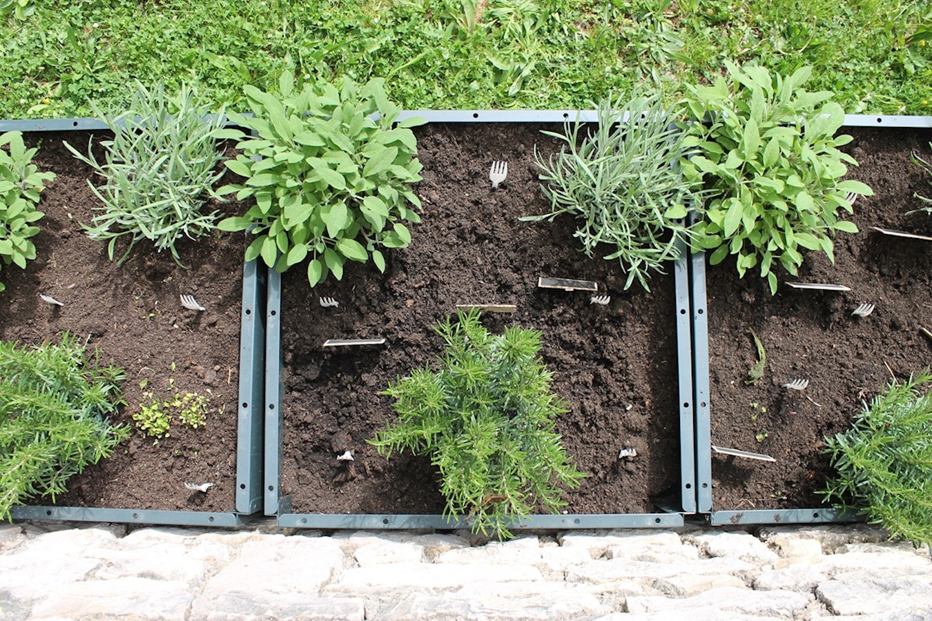 Valamar podržao edukativni projekt o uzgoju začinskog bilja za učenike iz Nedešćine.JPG