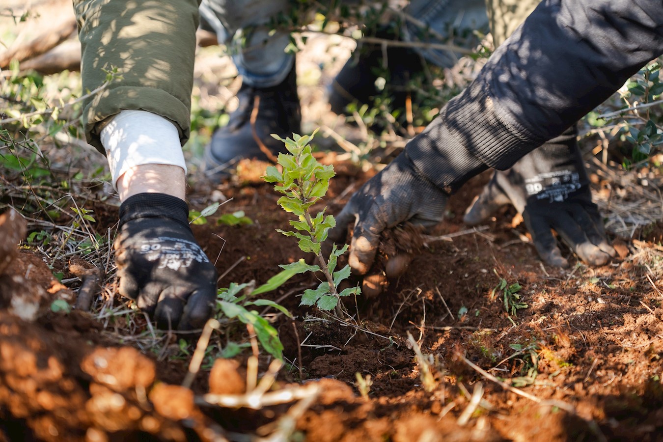 Valamar zajedno s gostima već četiri godine doprinosi pošumljavanju šuma u Hrvatskoj.jpg