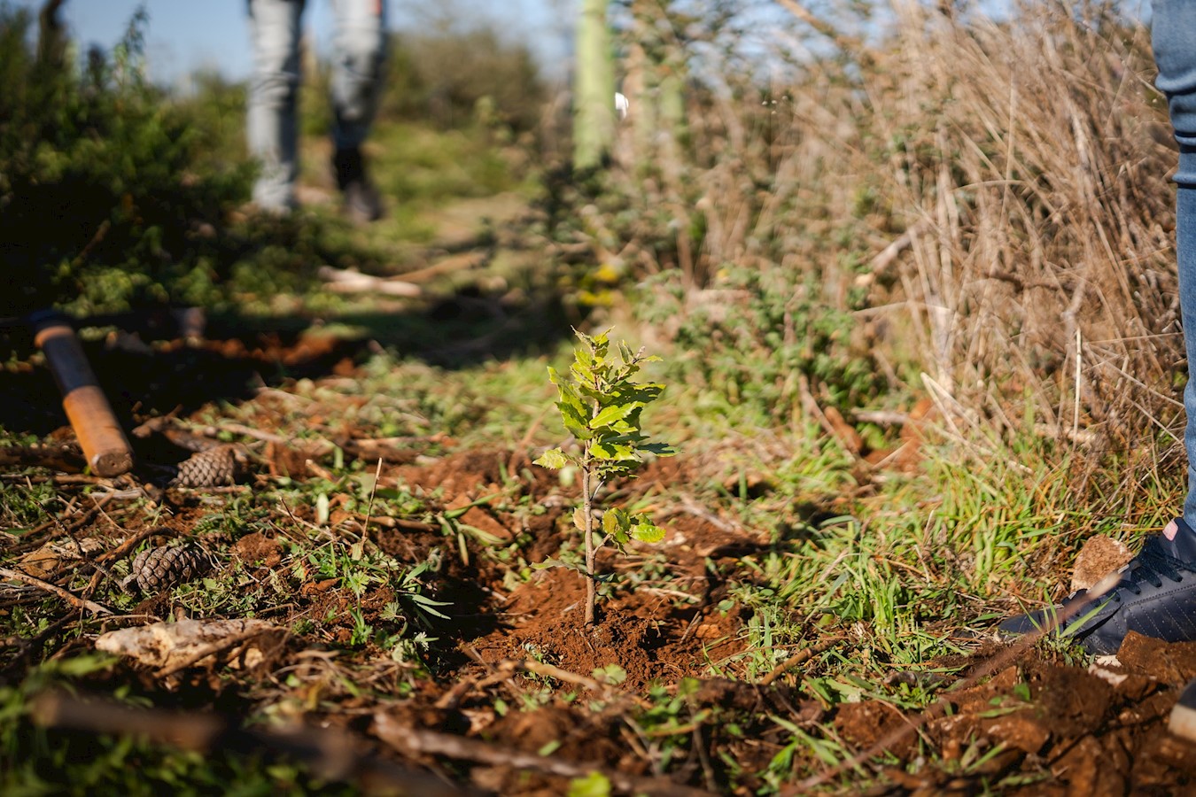 Valamar zajedno s gostima već četiri godine doprinosi pošumljavanju šuma u Hrvatskoj__.jpg