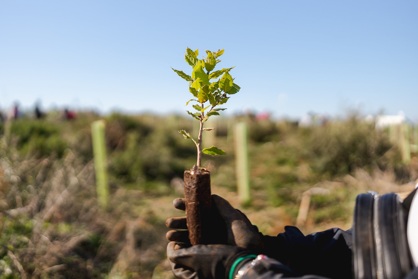 Valamar zajedno s gostima već četiri godine doprinosi pošumljavanju šuma u Hrvatskoj_.jpg